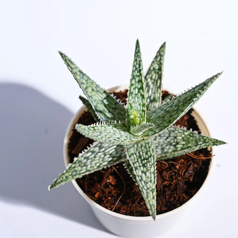 Aloe Blizzard Plant - Image 75
