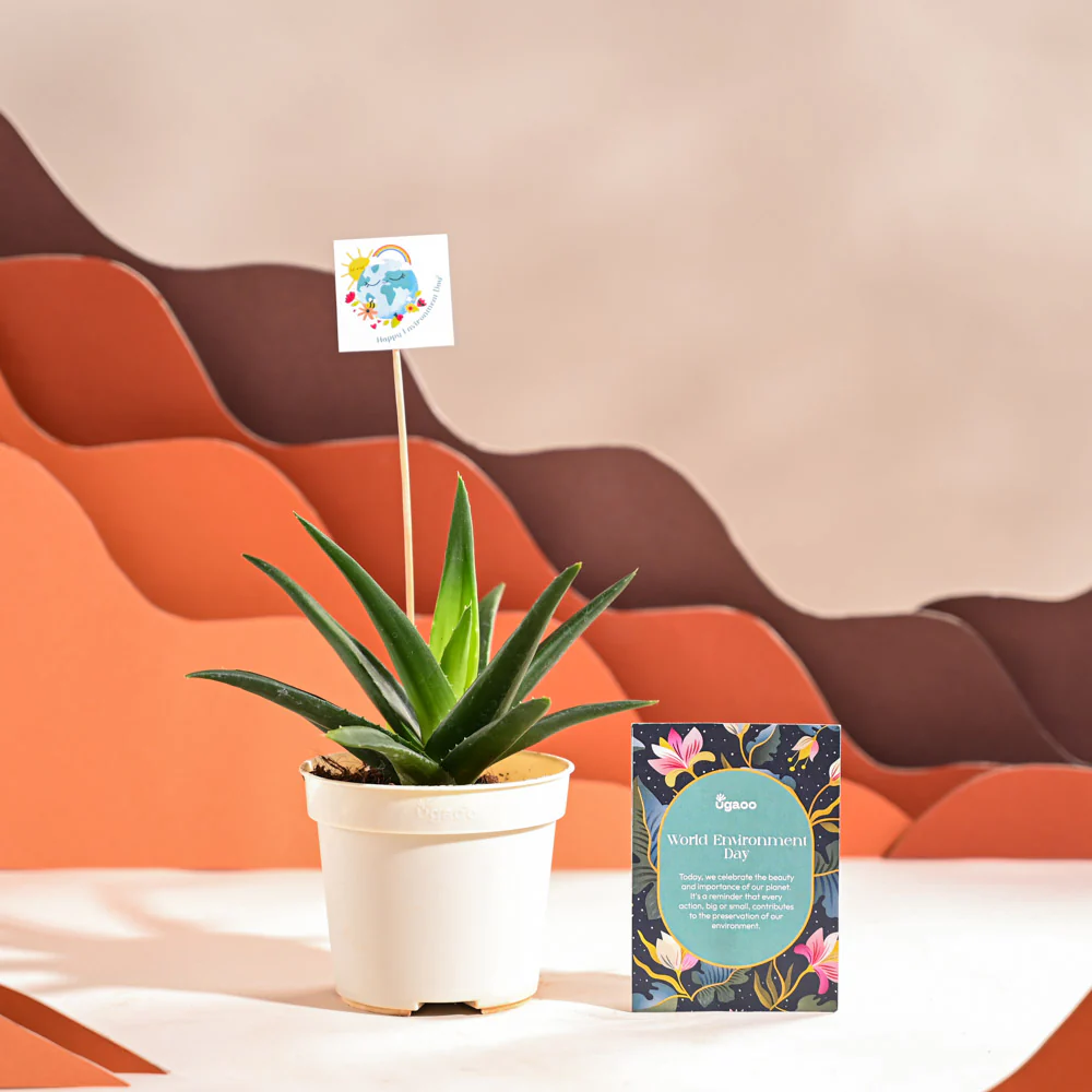 Aloe Vera Green Mini Plant For Environment Day Gifting - Image 14