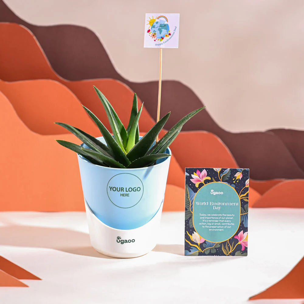 Aloe Vera Green Mini Plant For Environment Day Gifting - Image 19