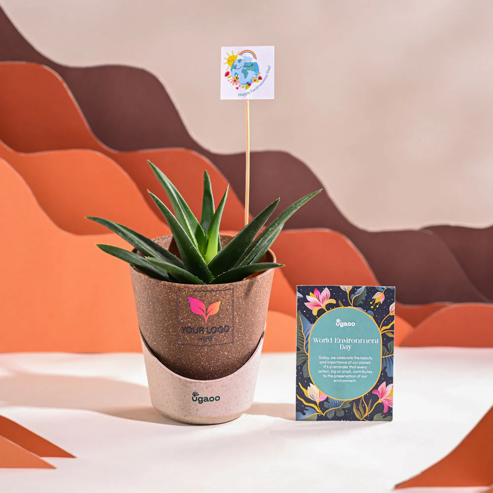 Aloe Vera Green Mini Plant For Environment Day Gifting - Image 31