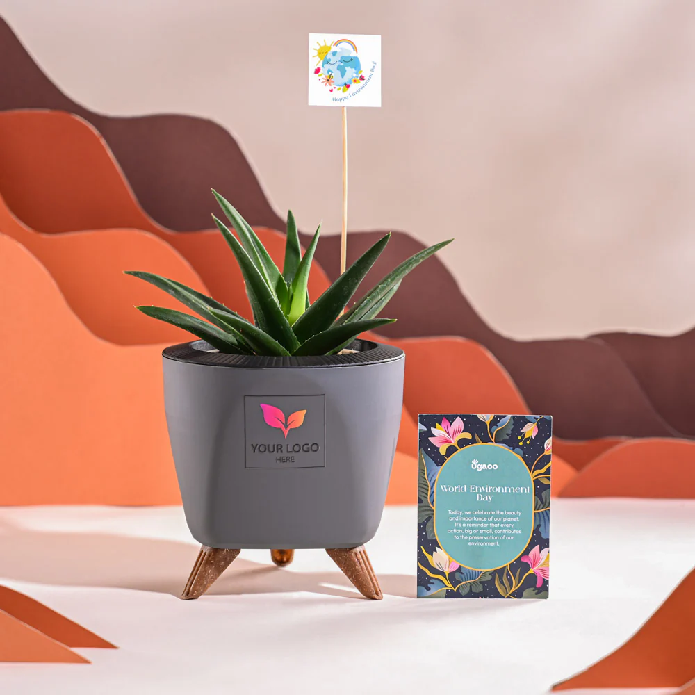 Aloe Vera Green Mini Plant For Environment Day Gifting - Image 37