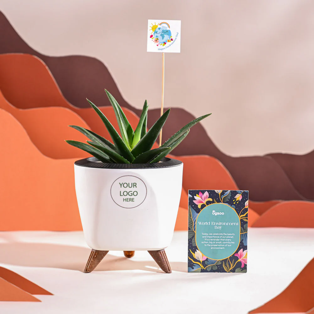 Aloe Vera Green Mini Plant For Environment Day Gifting - Image 43