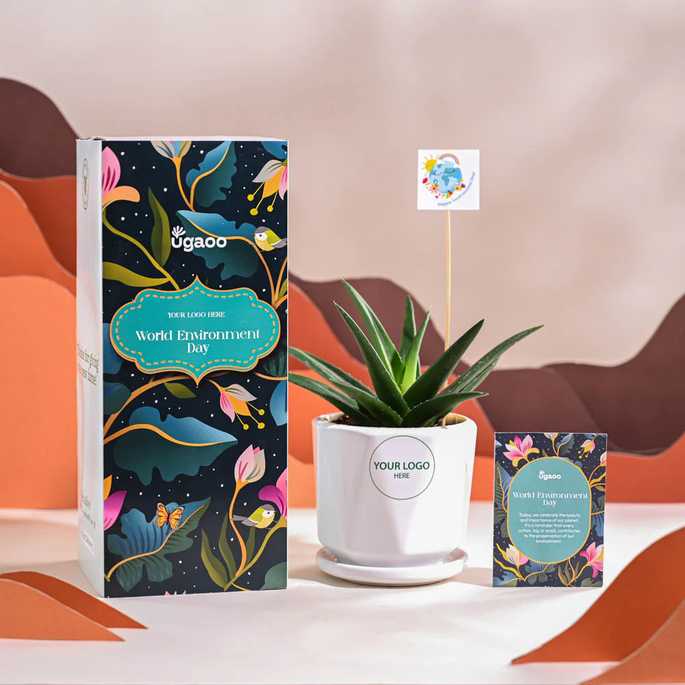 Aloe Vera Green Mini Plant For Environment Day Gifting - Image 49