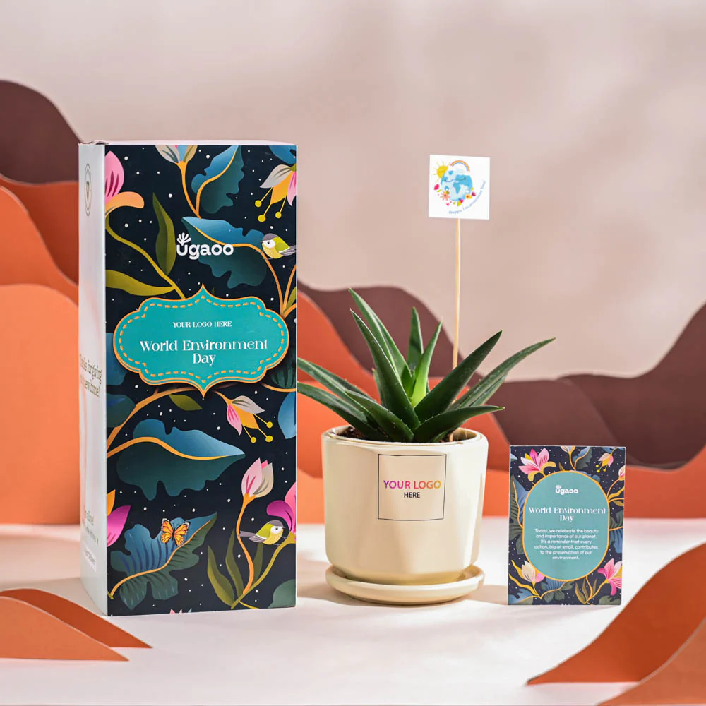 Aloe Vera Green Mini Plant For Environment Day Gifting - Image 61
