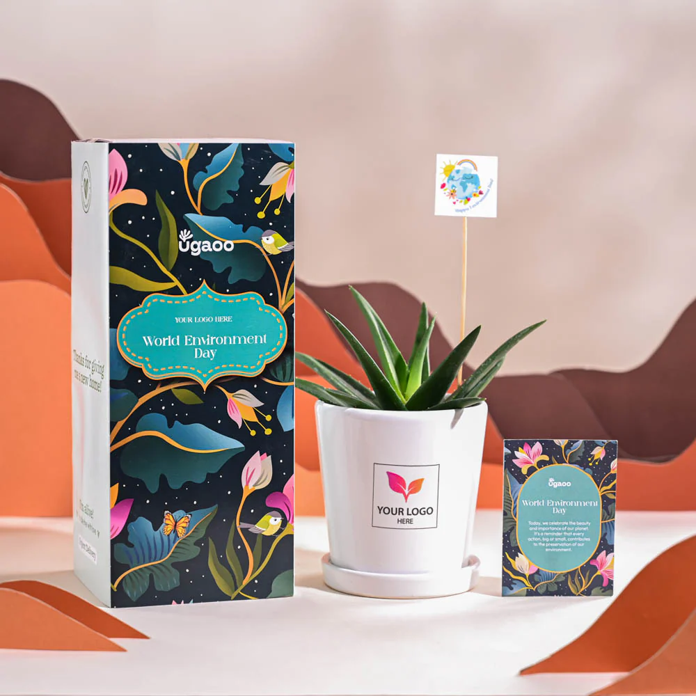Aloe Vera Green Mini Plant For Environment Day Gifting - Image 67