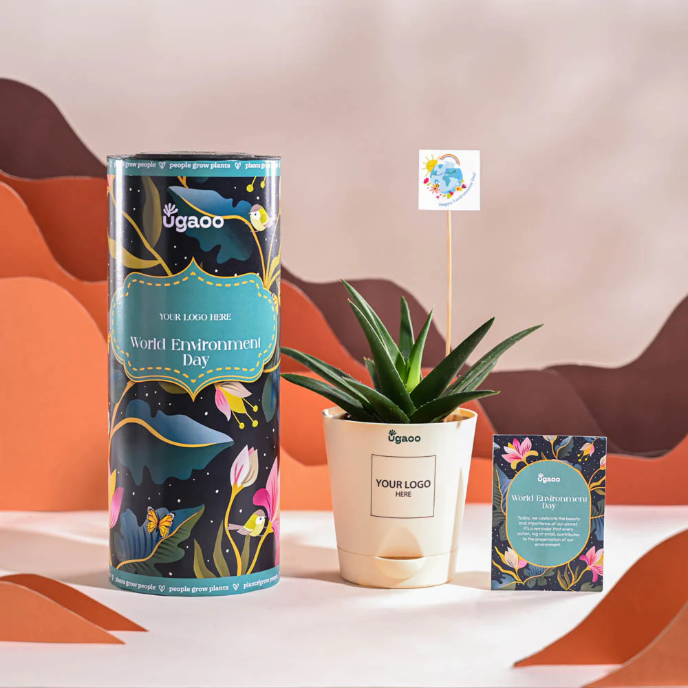 Aloe Vera Green Mini Plant For Environment Day Gifting - Image 7