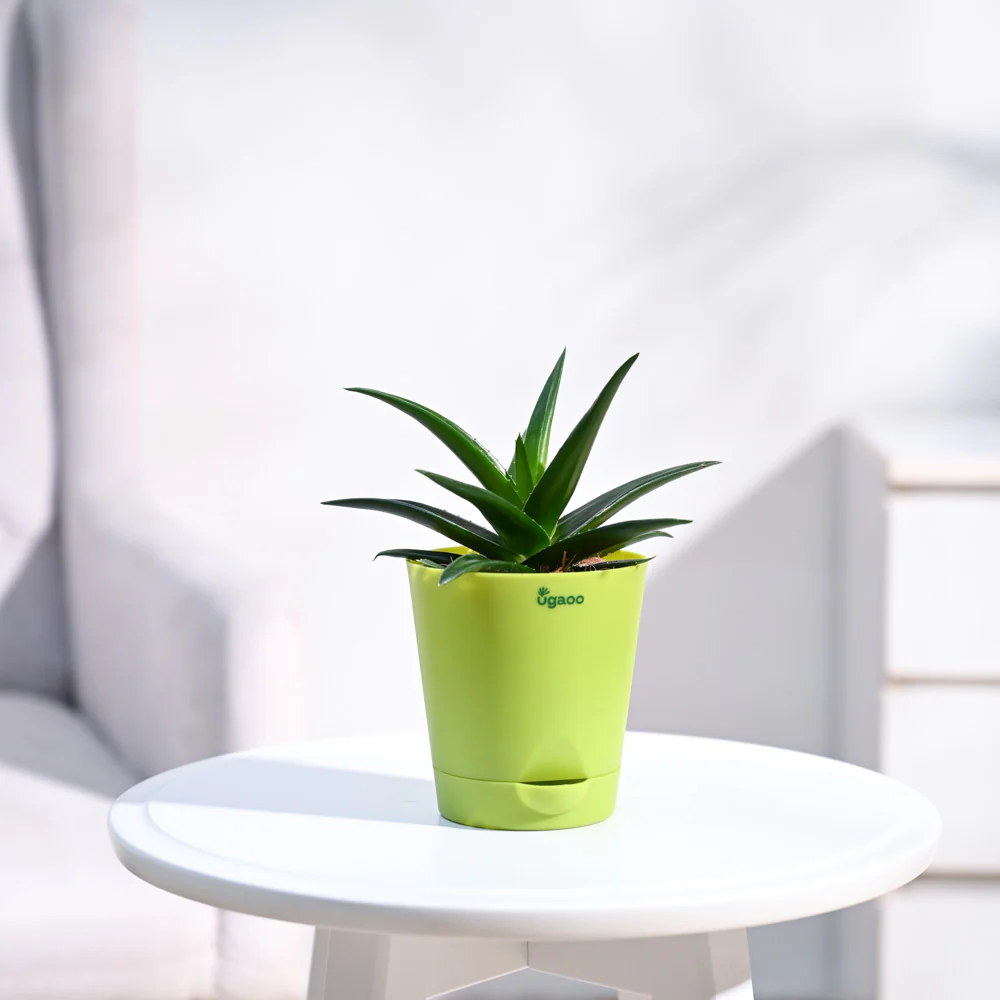 Aloe Vera Mini Plant - Image 11