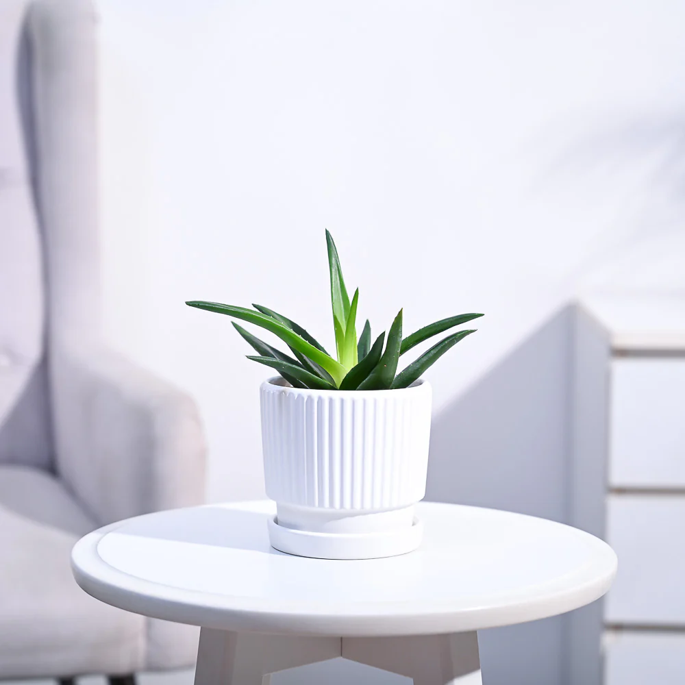 Aloe Vera Mini Plant - Image 111
