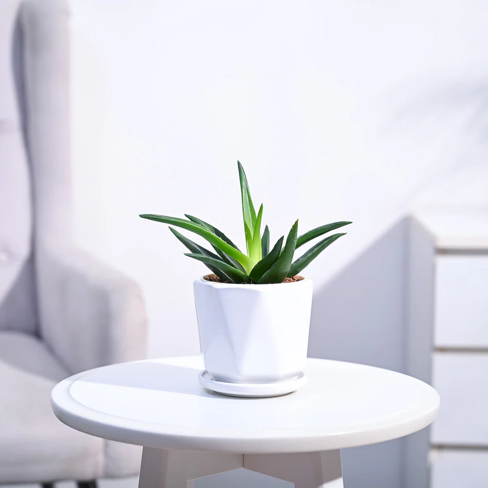 Aloe Vera Mini Plant - Image 116