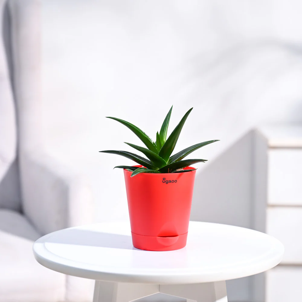 Aloe Vera Mini Plant - Image 12