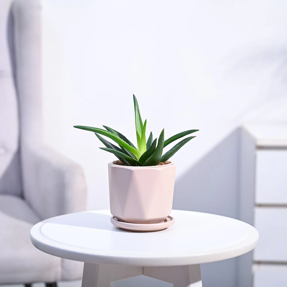 Aloe Vera Mini Plant - Image 121