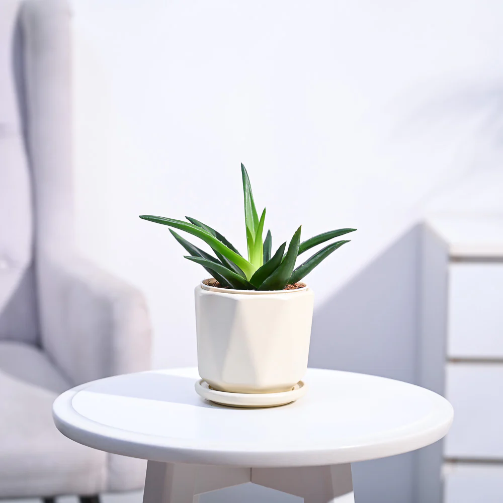 Aloe Vera Mini Plant - Image 126