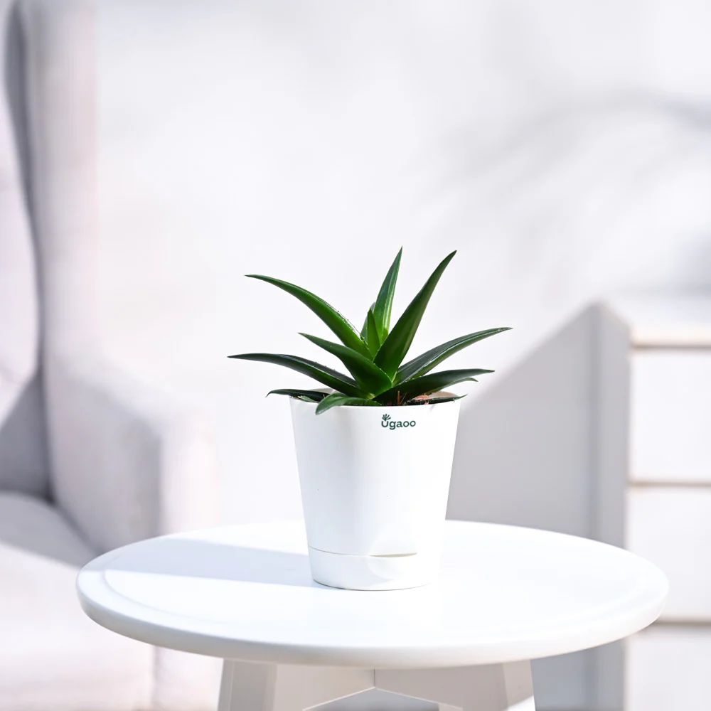 Aloe Vera Mini Plant - Image 13