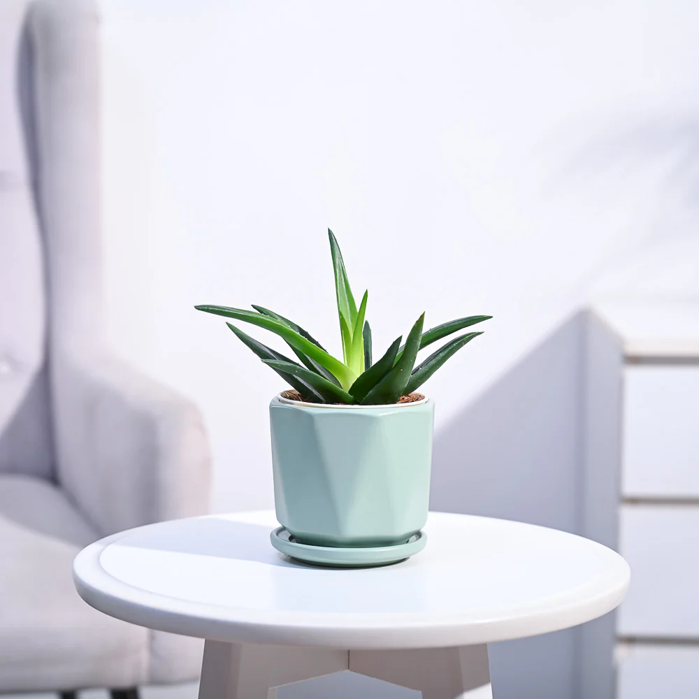 Aloe Vera Mini Plant - Image 131
