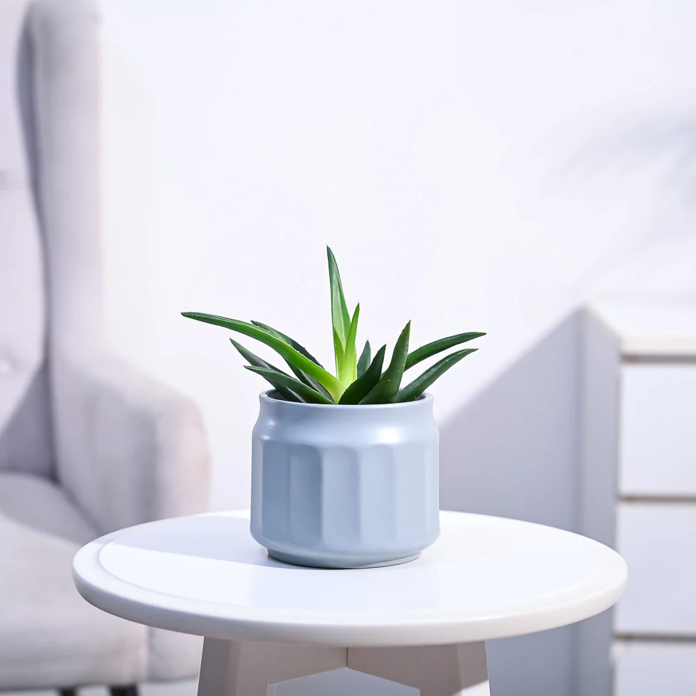 Aloe Vera Mini Plant - Image 141