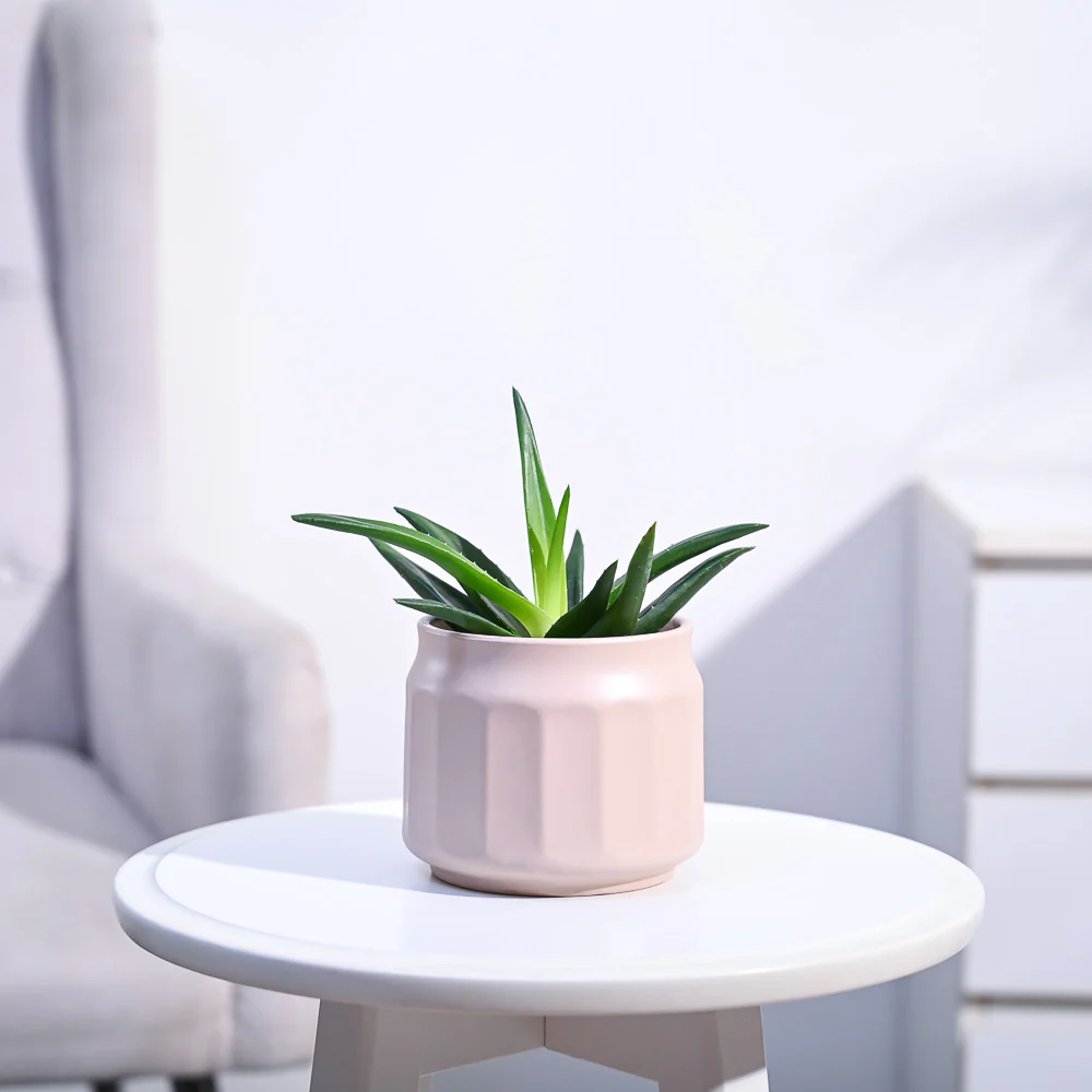 Aloe Vera Mini Plant - Image 146