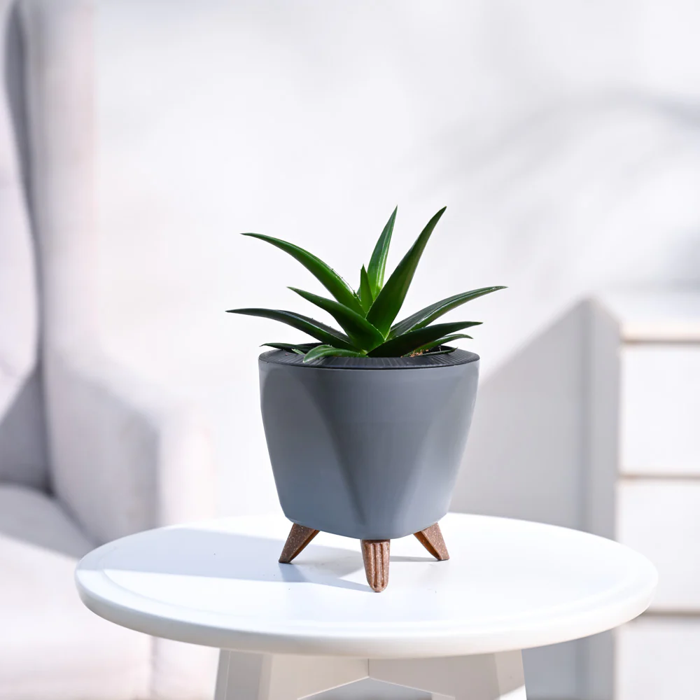 Aloe Vera Mini Plant - Image 15