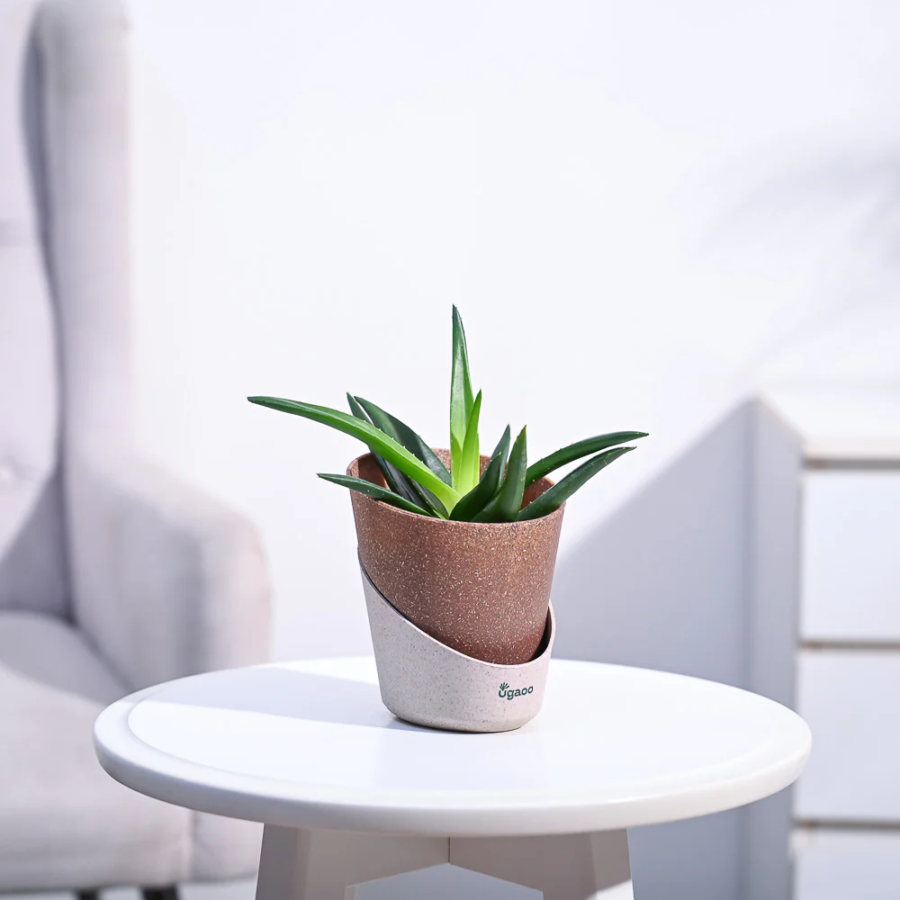 Aloe Vera Mini Plant - Image 151