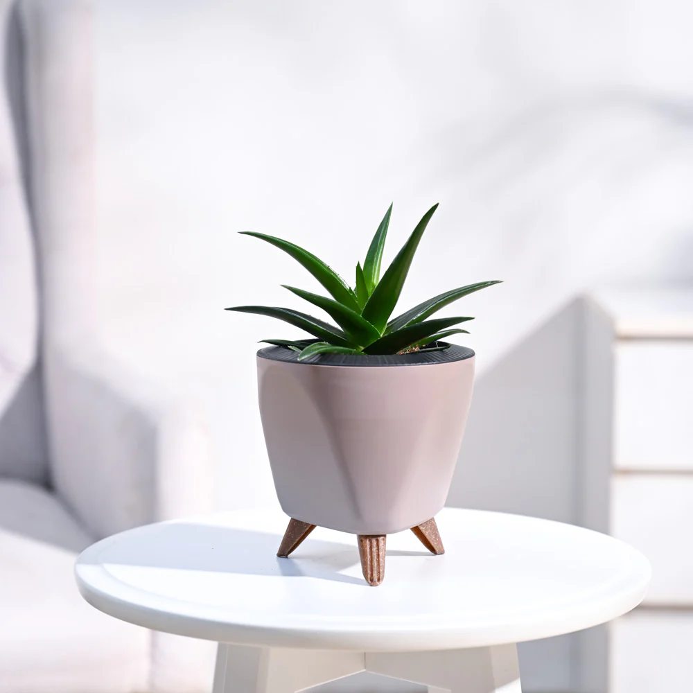 Aloe Vera Mini Plant - Image 16