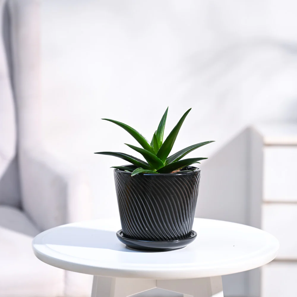 Aloe Vera Mini Plant - Image 18