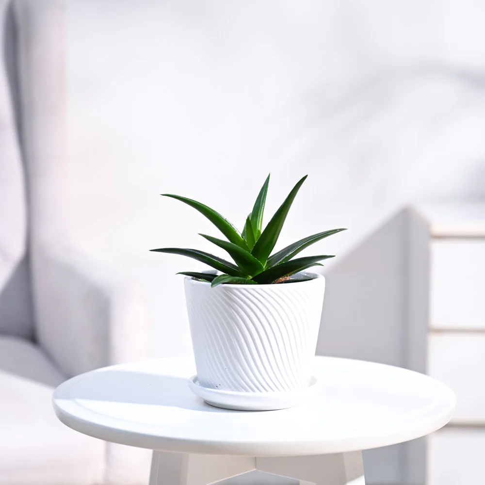 Aloe Vera Mini Plant - Image 19