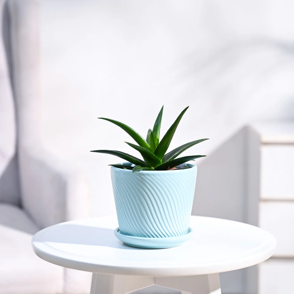 Aloe Vera Mini Plant - Image 20