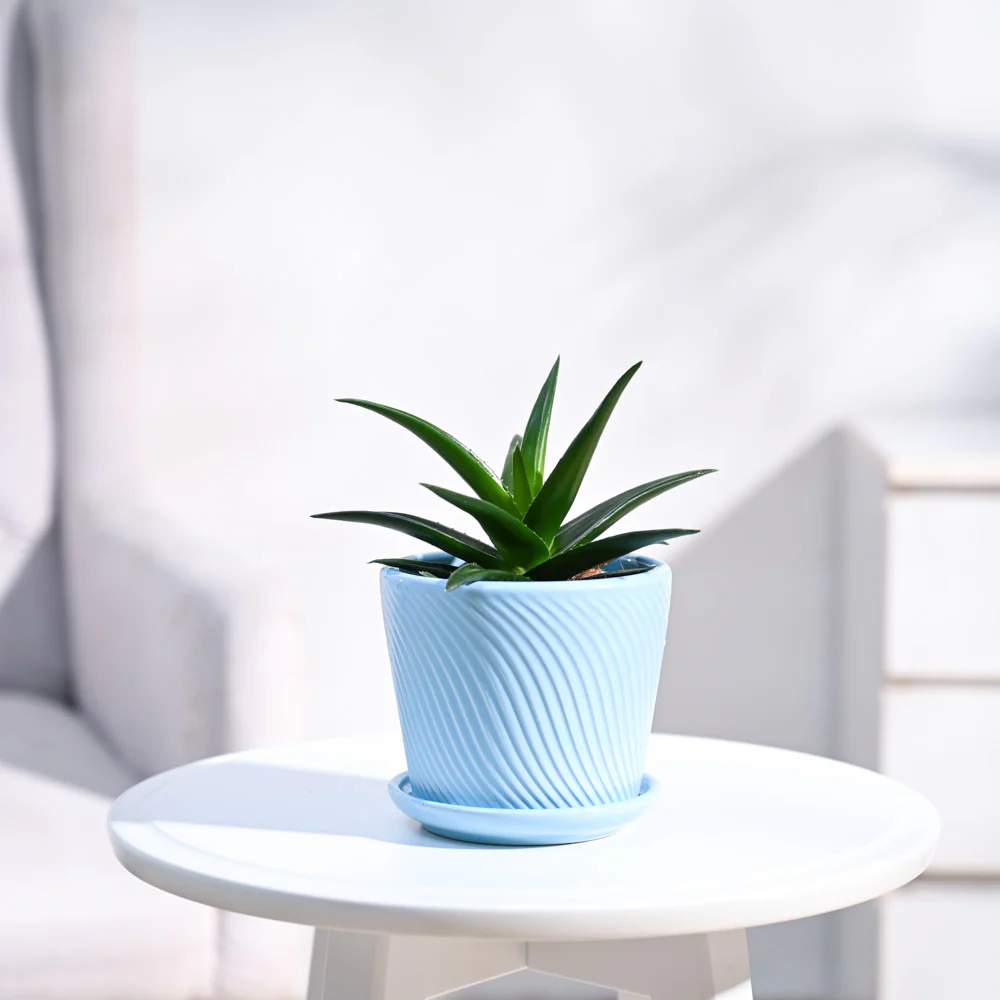 Aloe Vera Mini Plant - Image 21