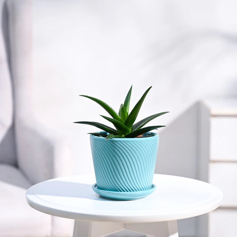 Aloe Vera Mini Plant - Image 22