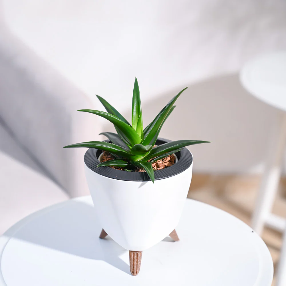 Aloe Vera Mini Plant - Image 24