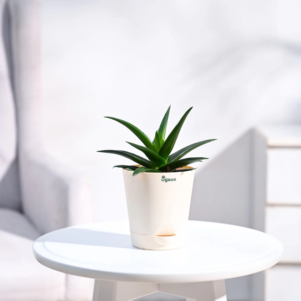 Aloe Vera Mini Plant - Image 3