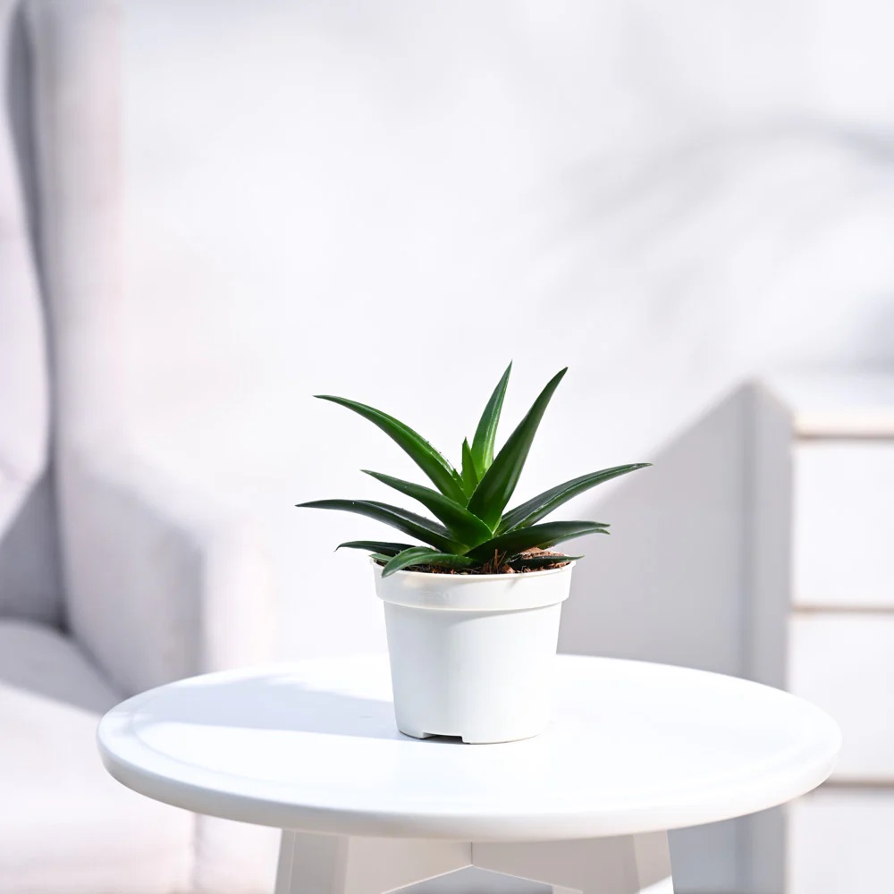 Aloe Vera Mini Plant - Image 4