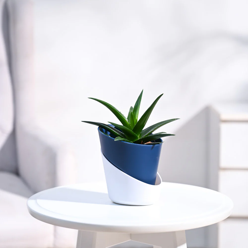 Aloe Vera Mini Plant - Image 5