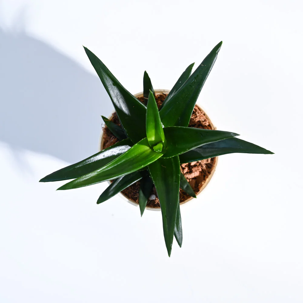 Aloe Vera Mini Plant - Image 59