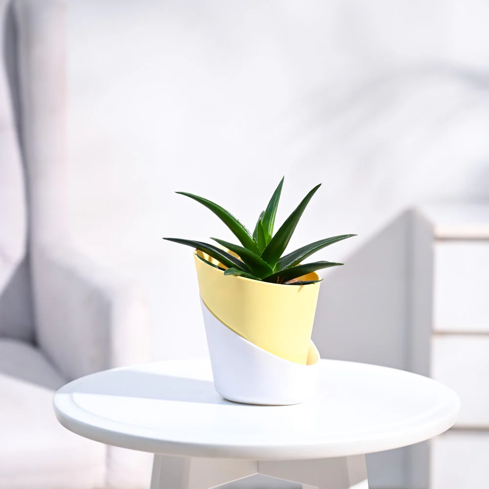 Aloe Vera Mini Plant - Image 7