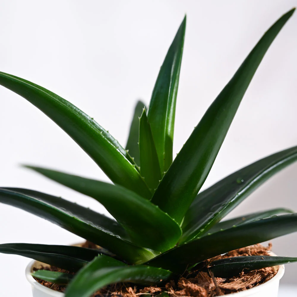Aloe Vera Mini Plant - Image 70