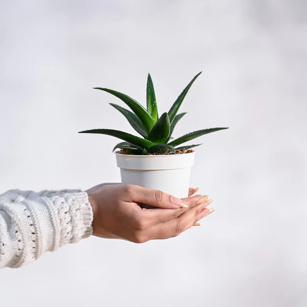 Aloe Vera Mini Plant - Image 89