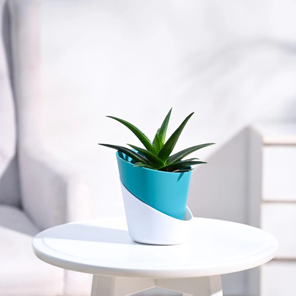 Aloe Vera Mini Plant - Image 9