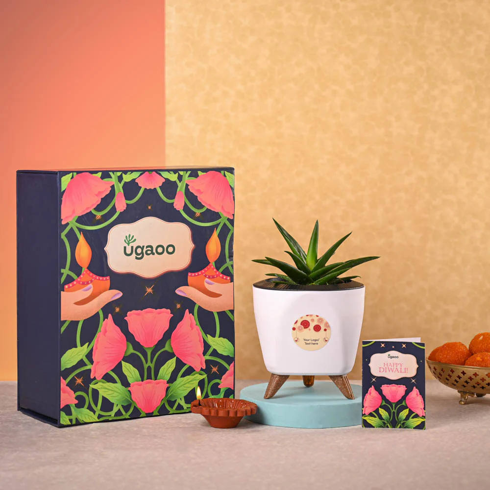 Aloe Vera Mini Plant & Phool Diwali Gift Hamper - Image 2