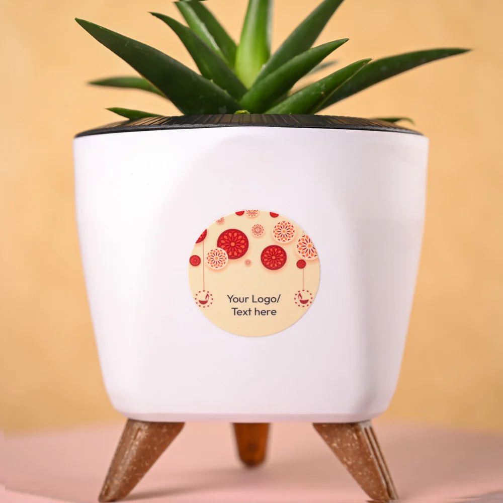 Aloe Vera Mini Plant & Phool Diwali Gift Hamper - Image 3