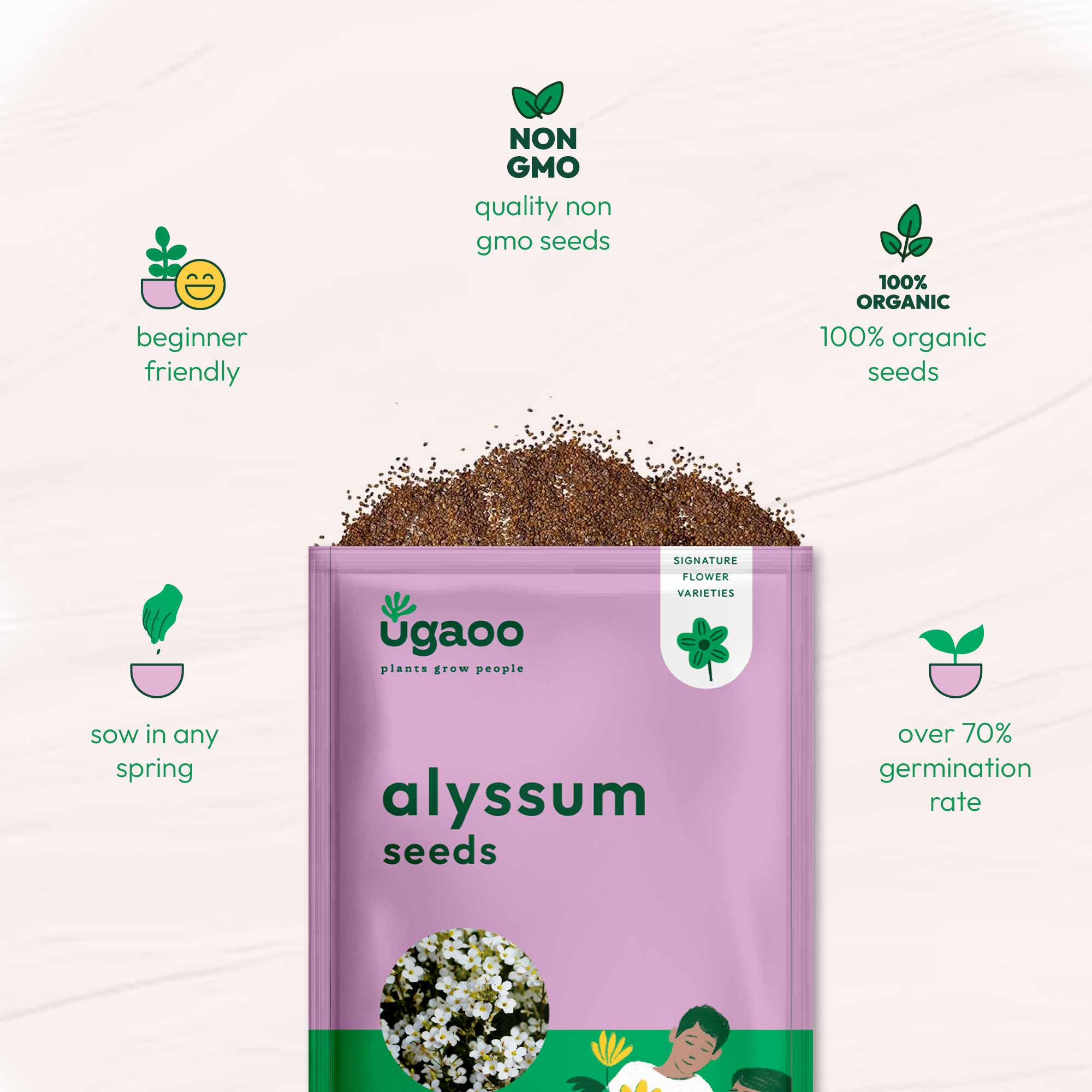 Alyssum Seeds - Image 5