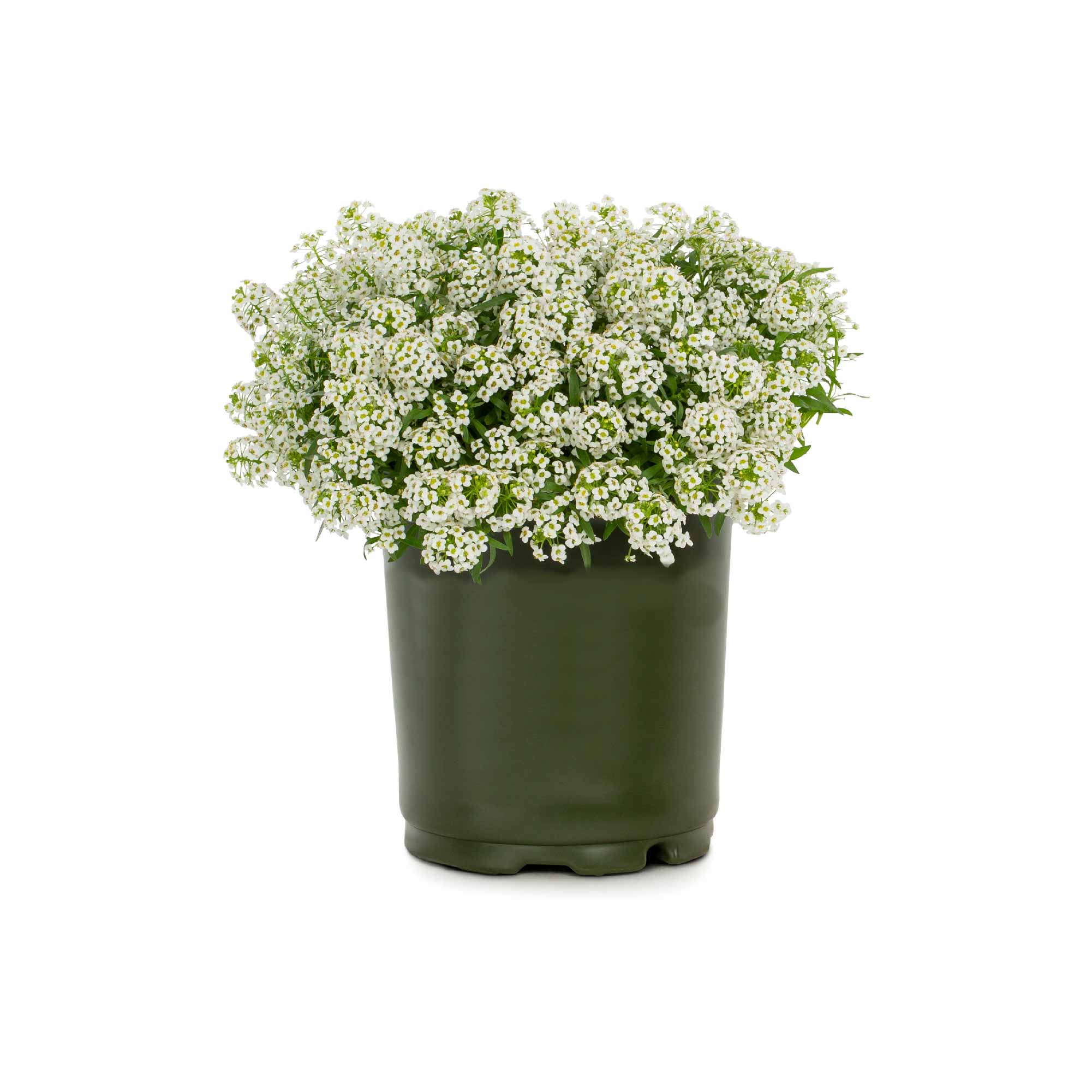 Alyssum Seeds - Image 8