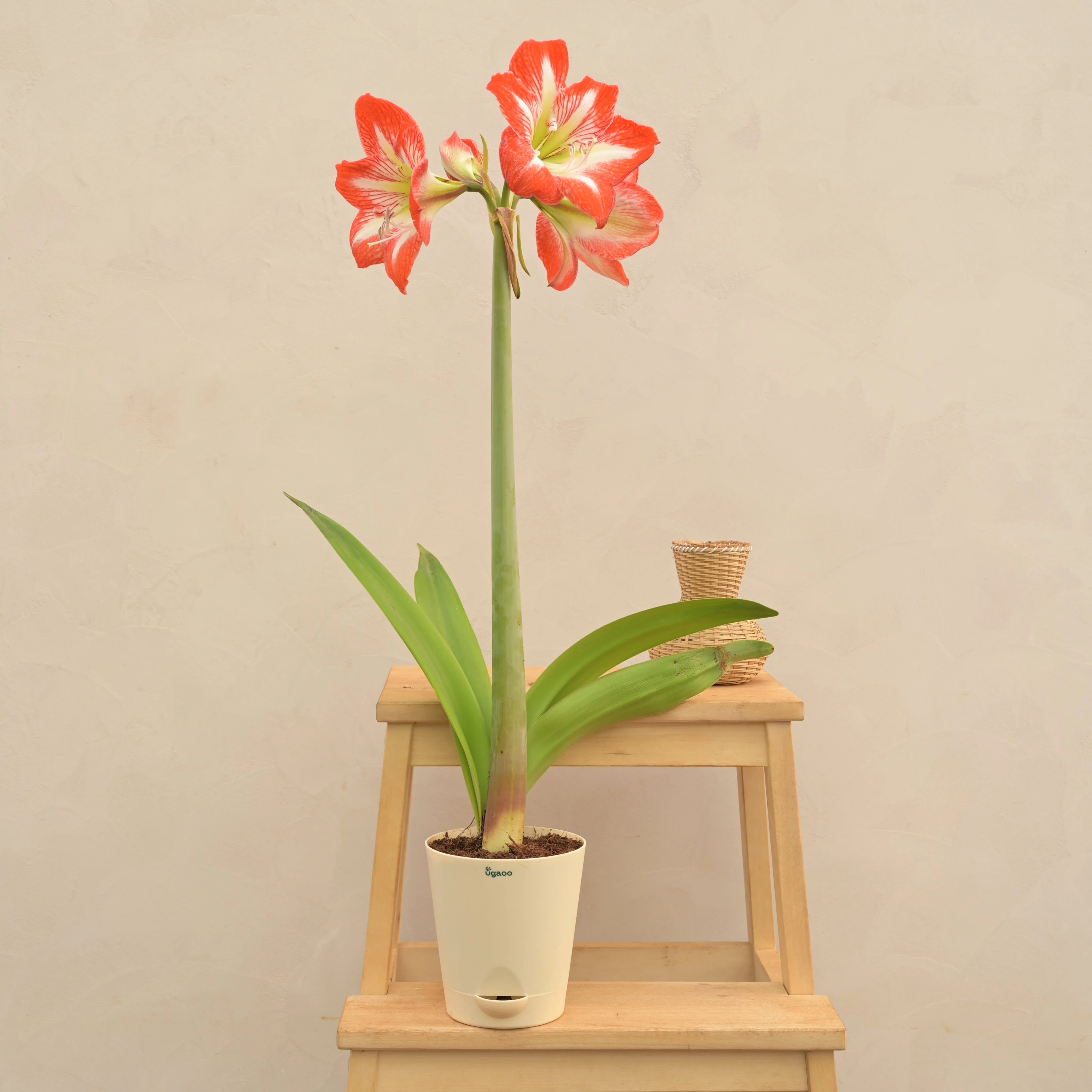 Amaryllis (Amar lily) Flower Bulb - Minerva - Image 2
