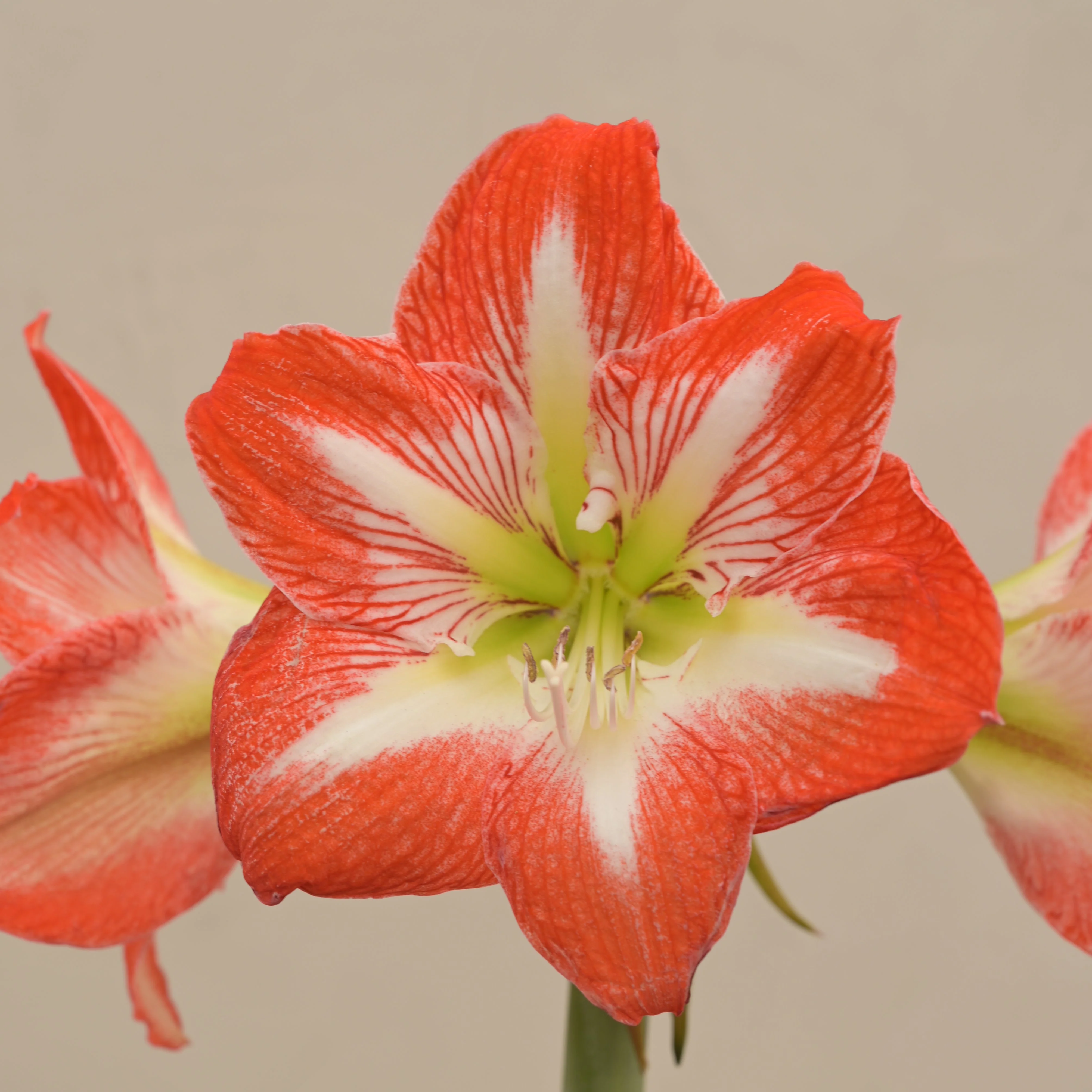 Amaryllis (Amar lily) Flower Bulb - Minerva - Image 3