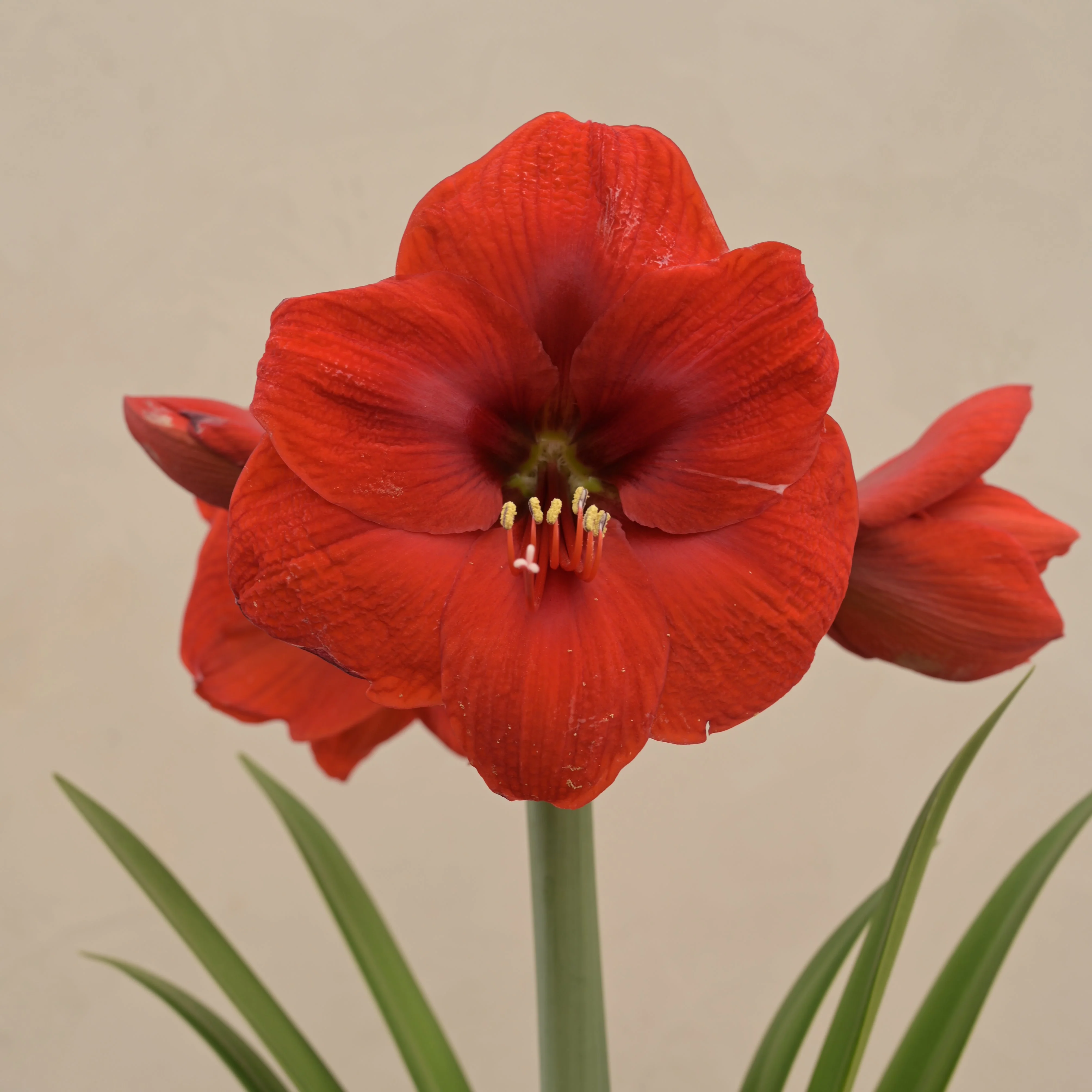 Amaryllis (Amar lily) flower bulb - Red - Image 3