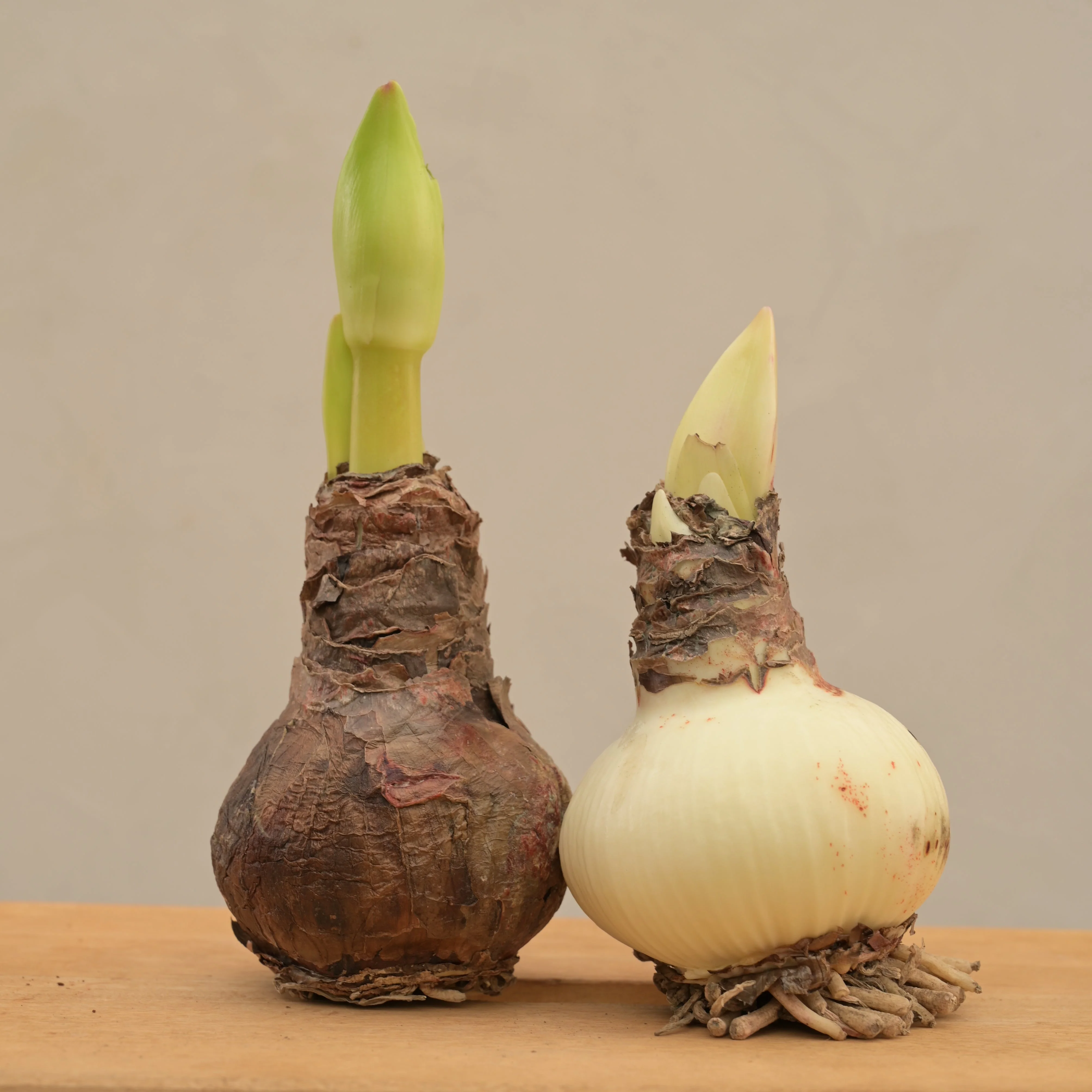 Amaryllis (Amar lily) flower bulb - Red - Image 4