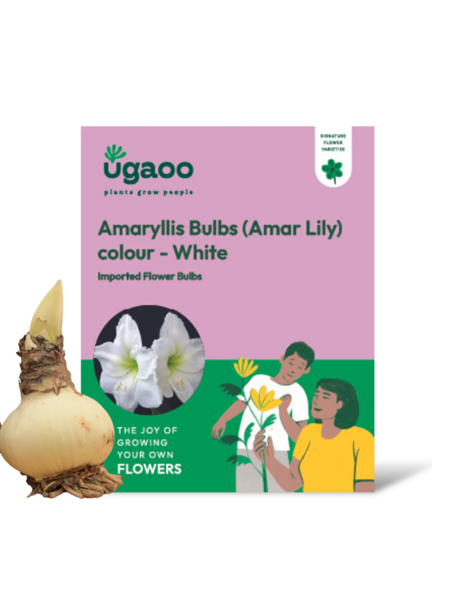 Amaryllis (Amar lily) flower bulb - White