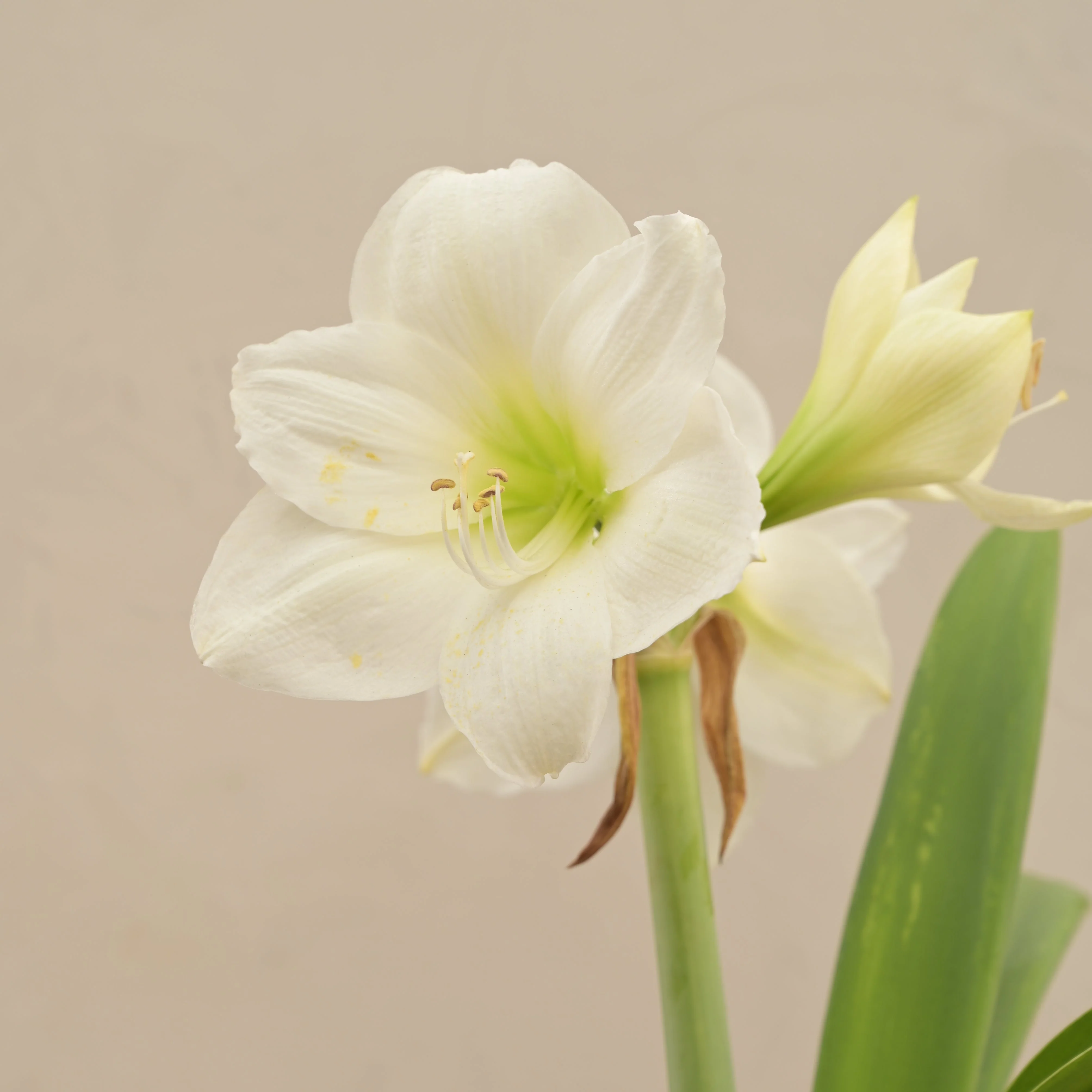 Amaryllis (Amar lily) flower bulb - White - Image 2