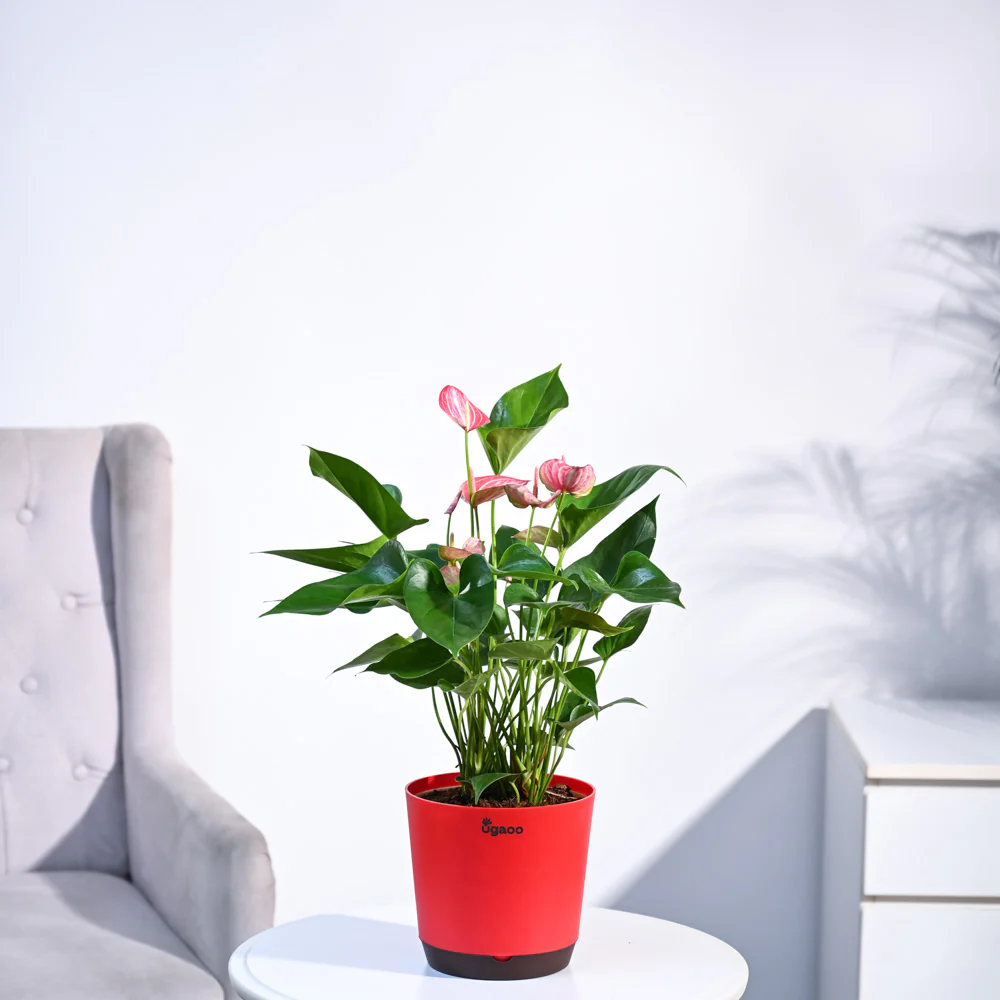 Anthurium Livium Plant - Image 22