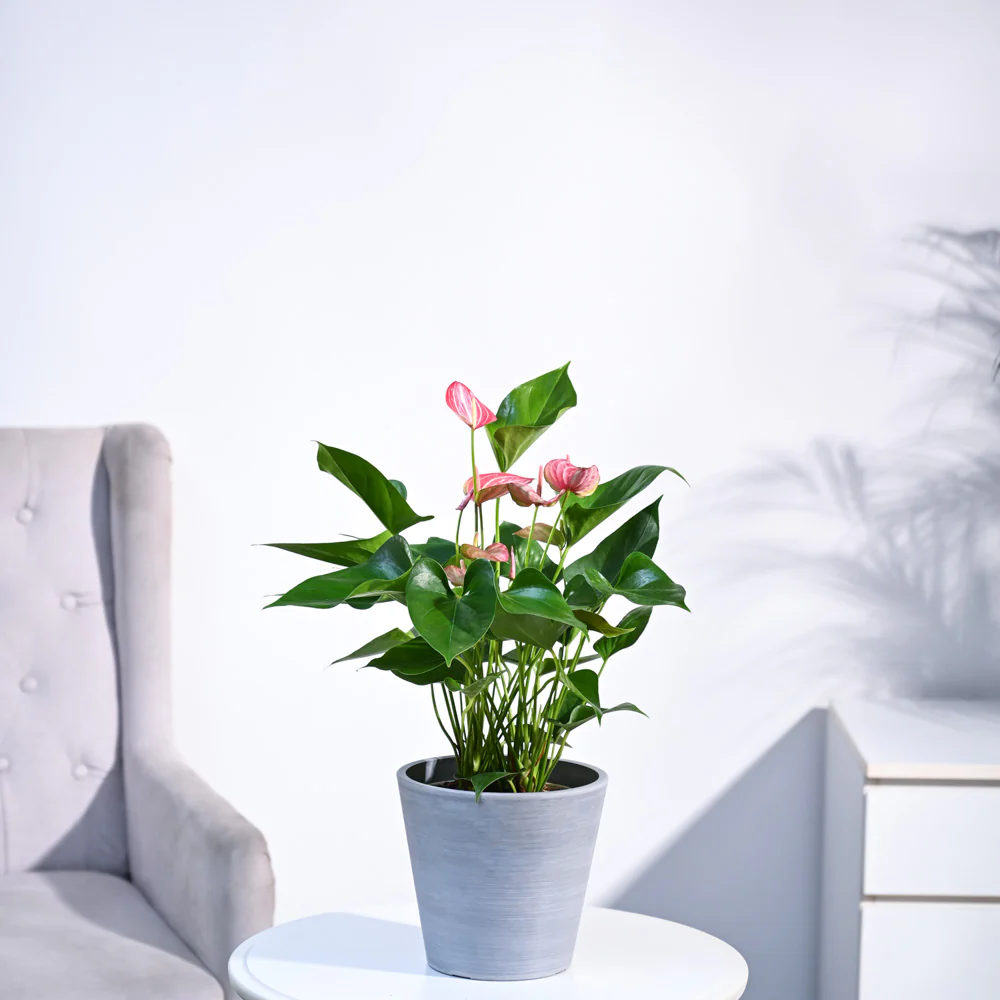 Anthurium Livium Plant - Image 24