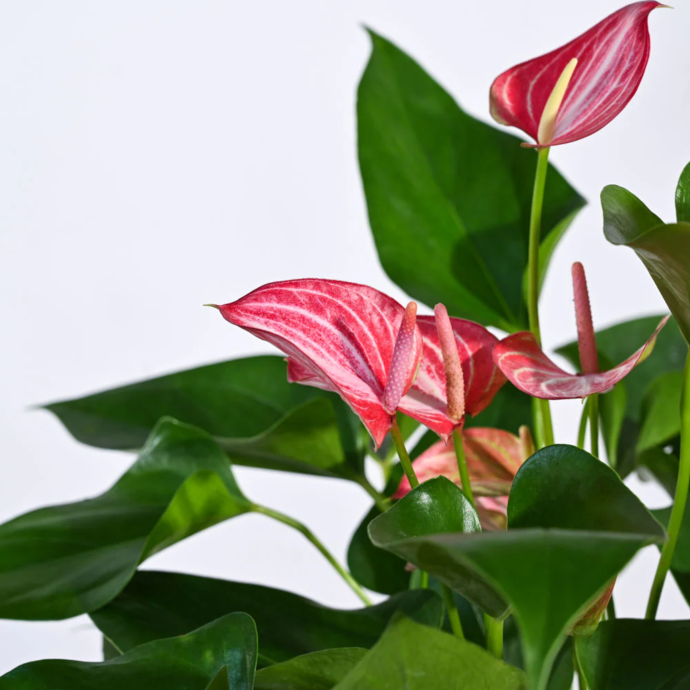Anthurium Livium Plant - Image 32